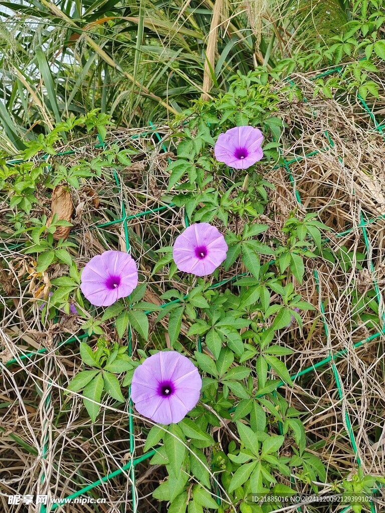 牵牛花