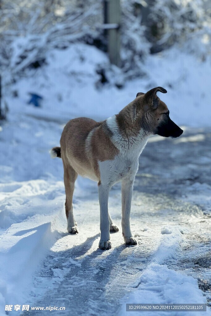 田园犬 