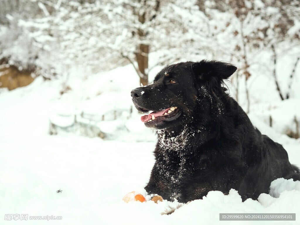 田园犬  