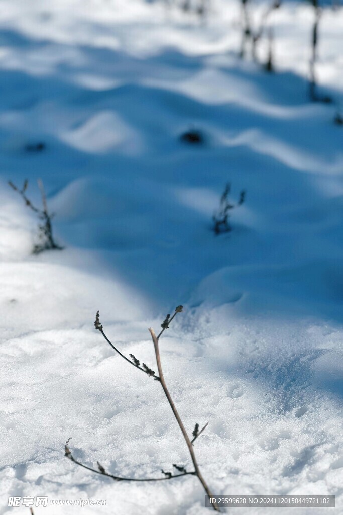  雪 