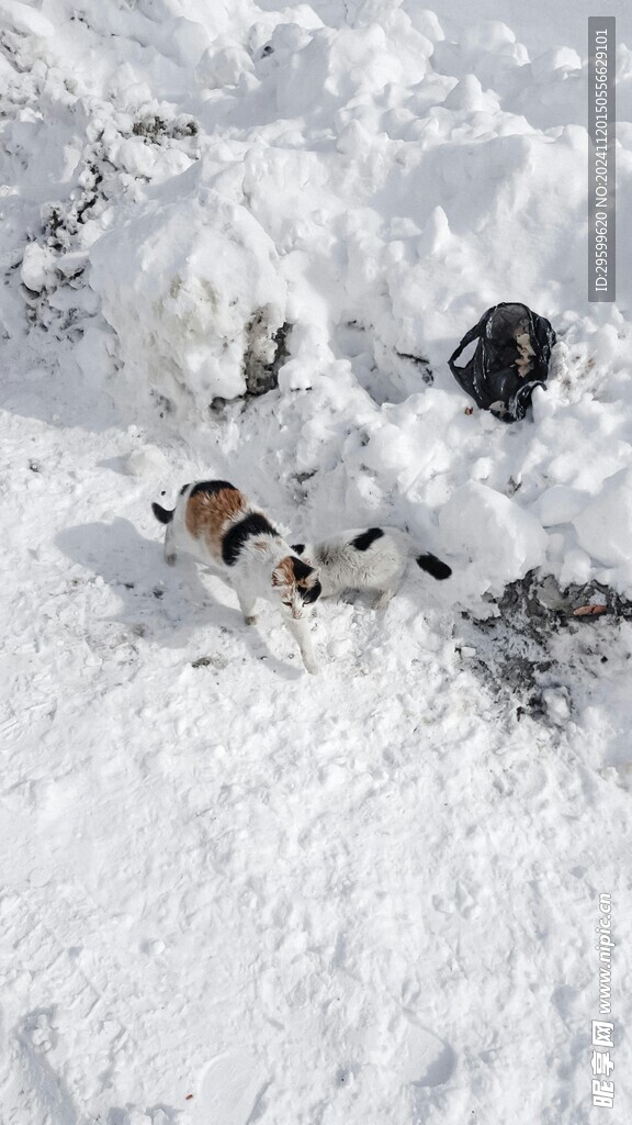 雪 