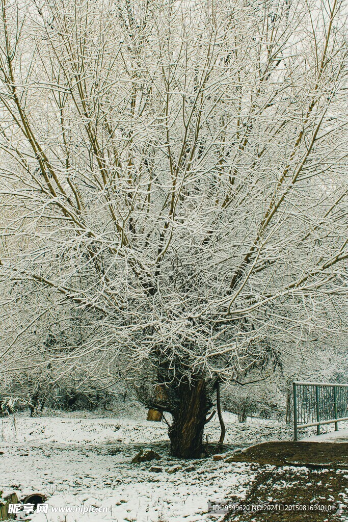 雪 