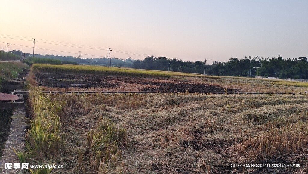 炭窑村稻田秋收后风景