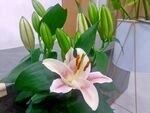 百合花