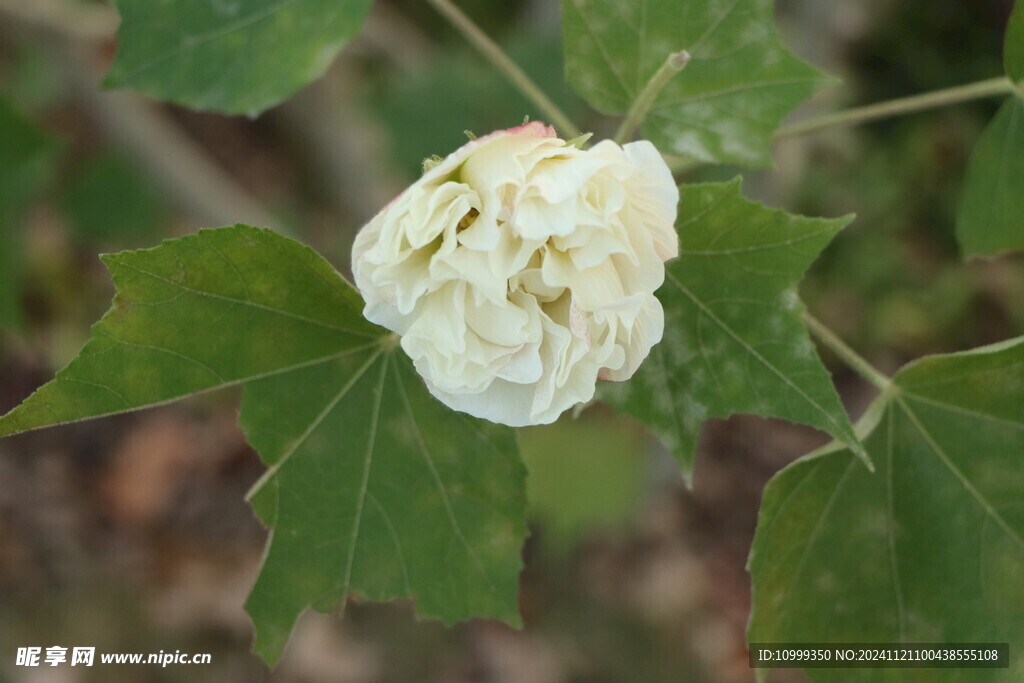 白色木芙蓉花 