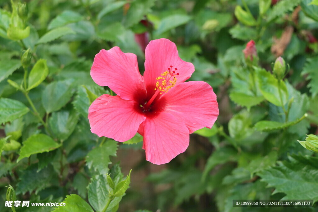 扶桑花