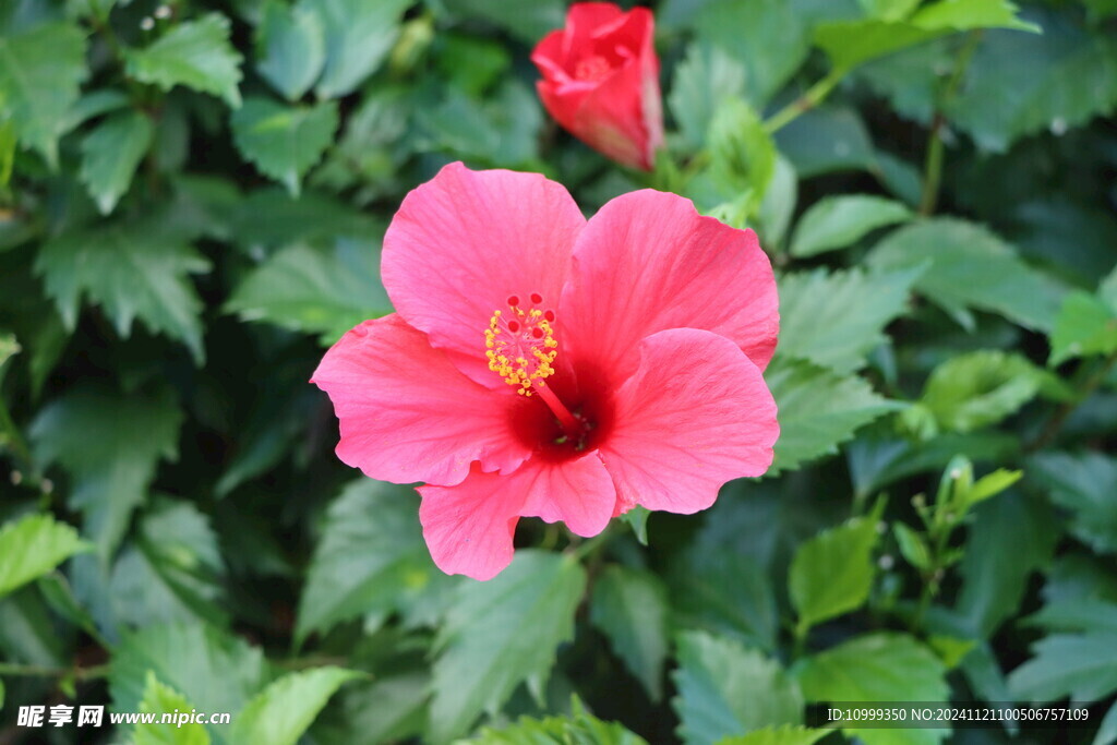 扶桑花