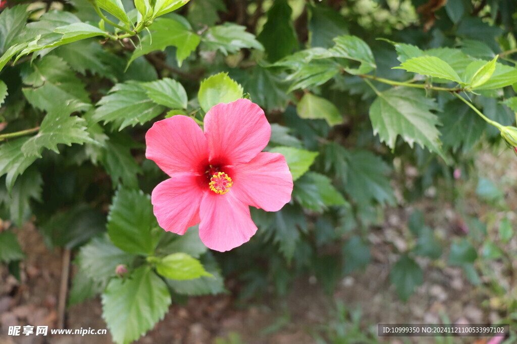 扶桑花