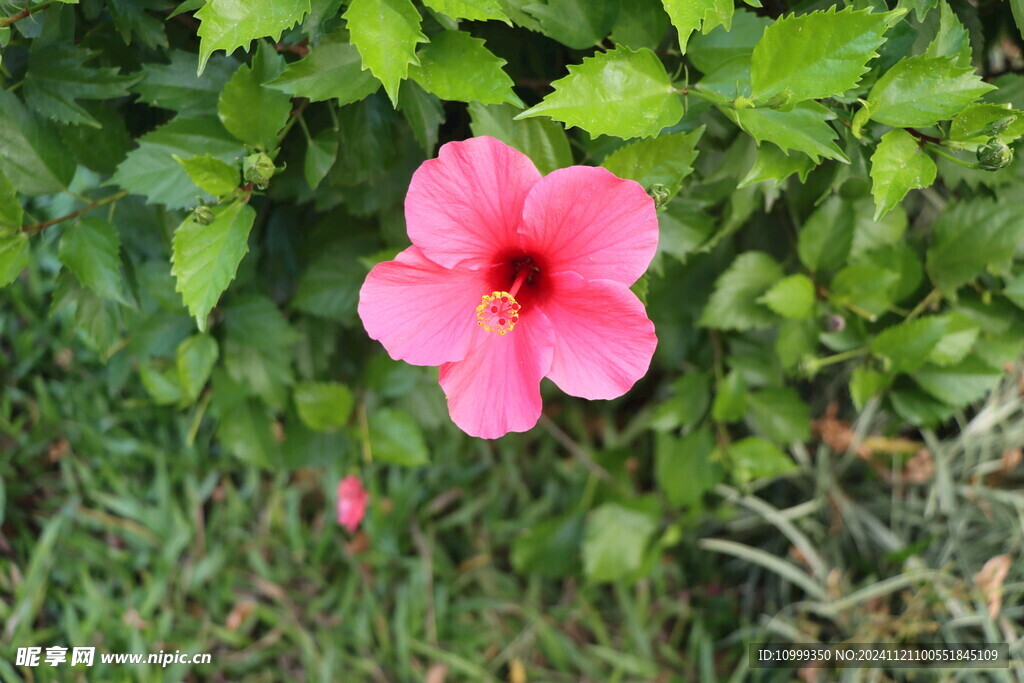 扶桑花