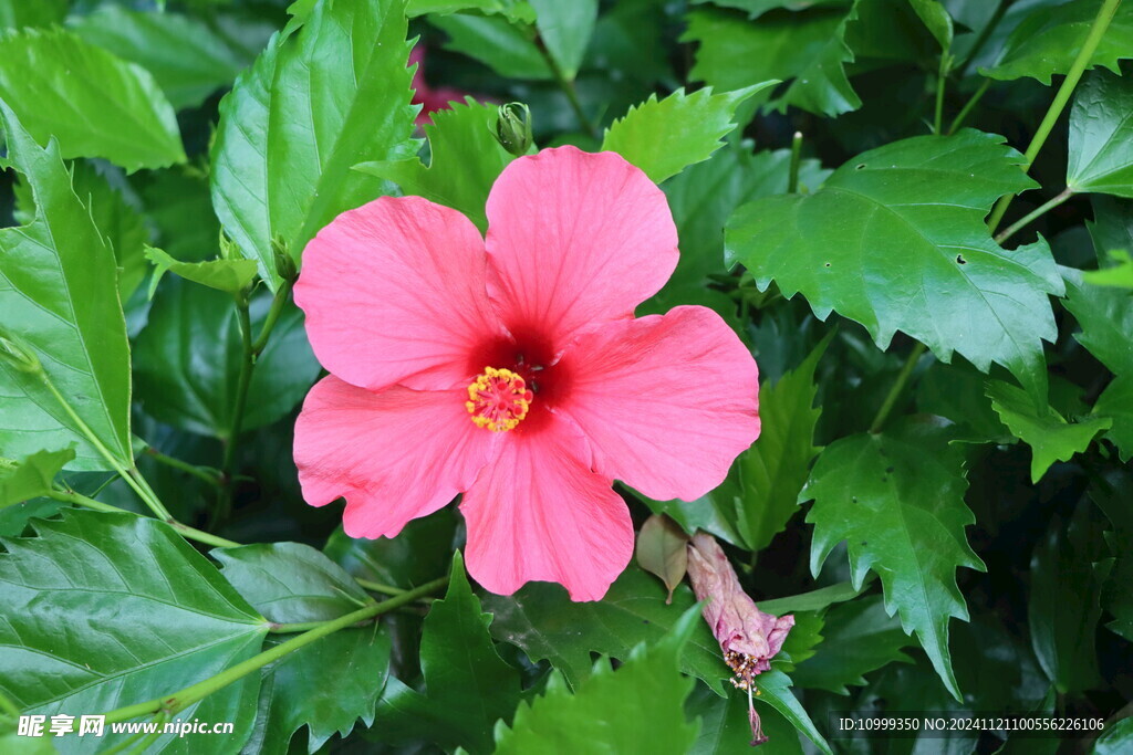 扶桑花