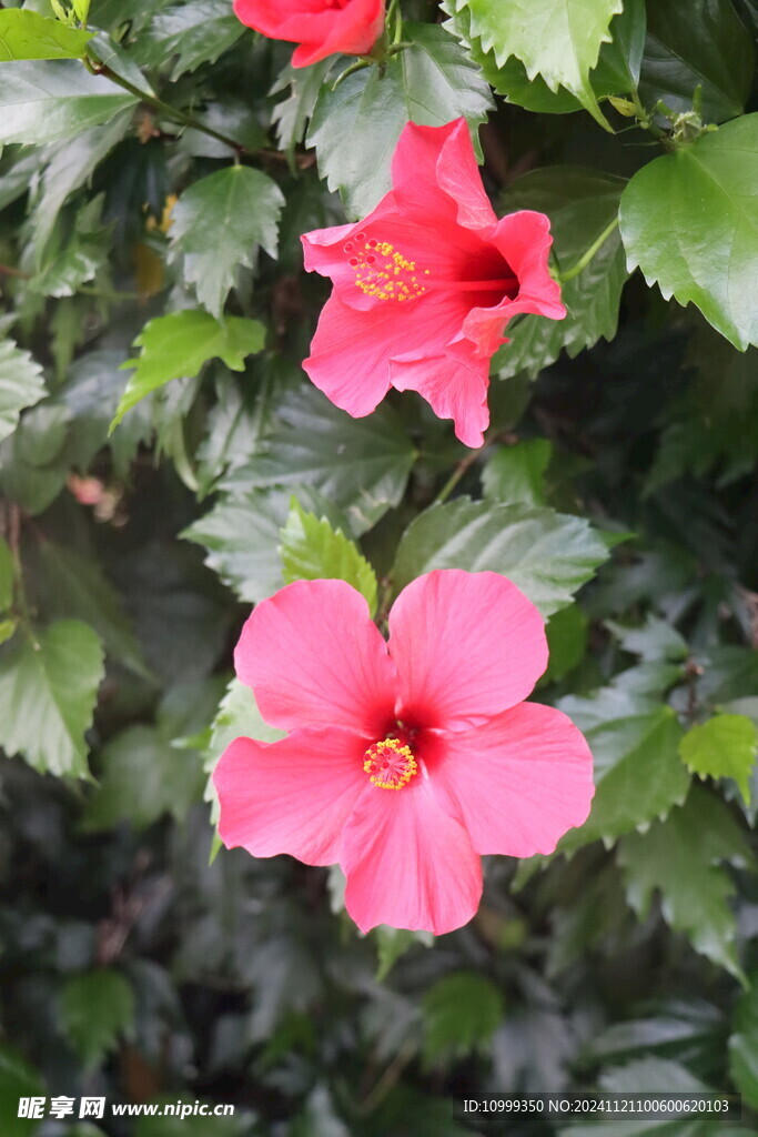 扶桑花