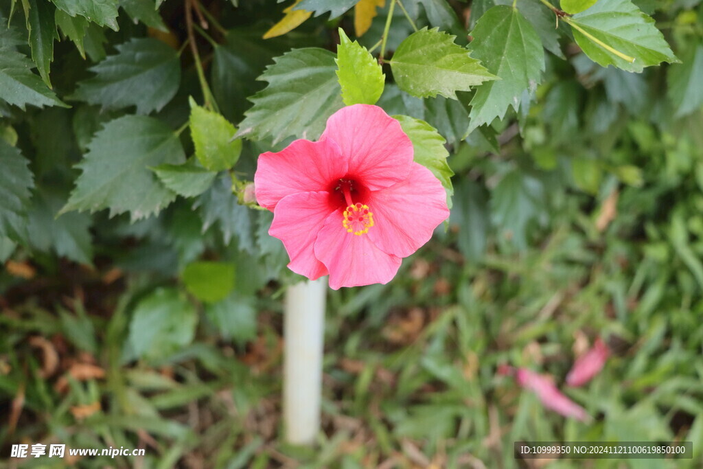 扶桑花