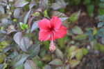 扶桑花