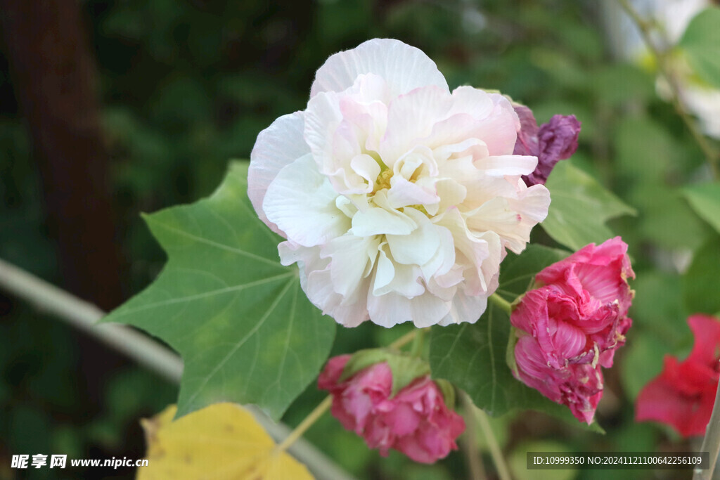 白色木芙蓉花 