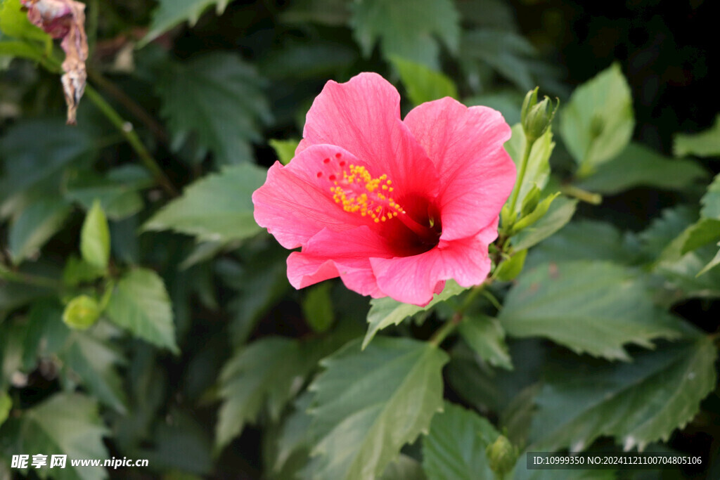 扶桑花