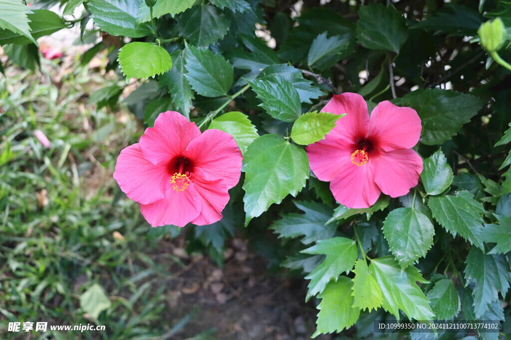 扶桑花