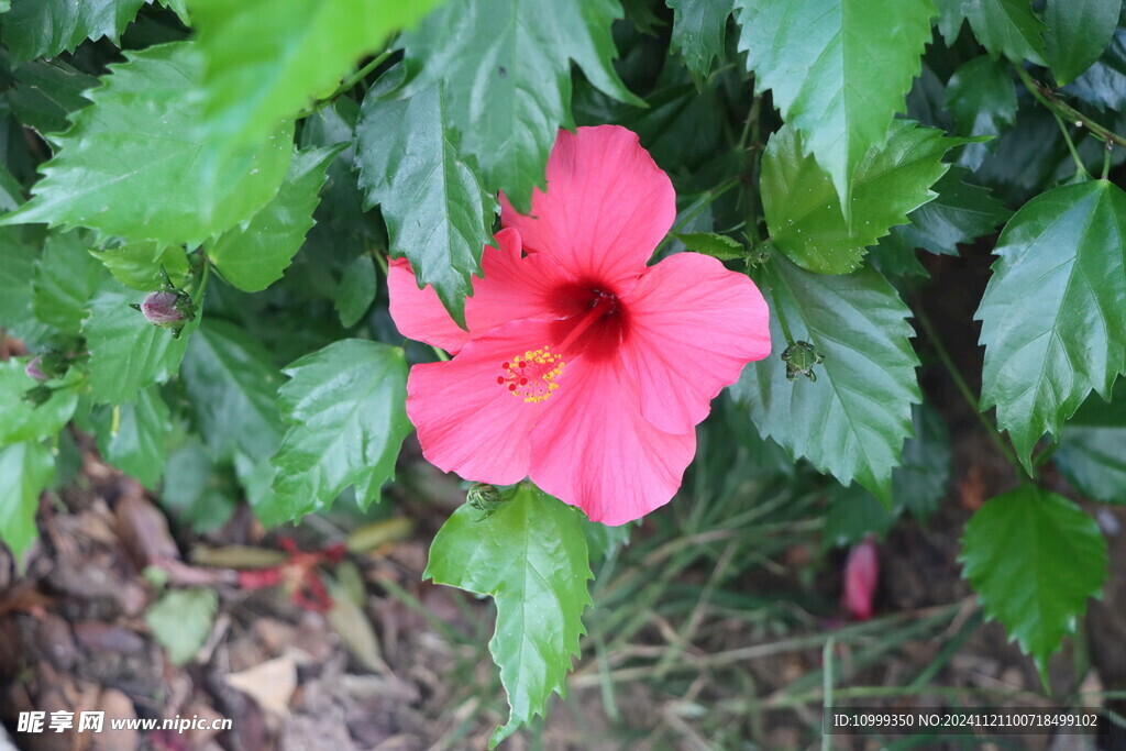 扶桑花