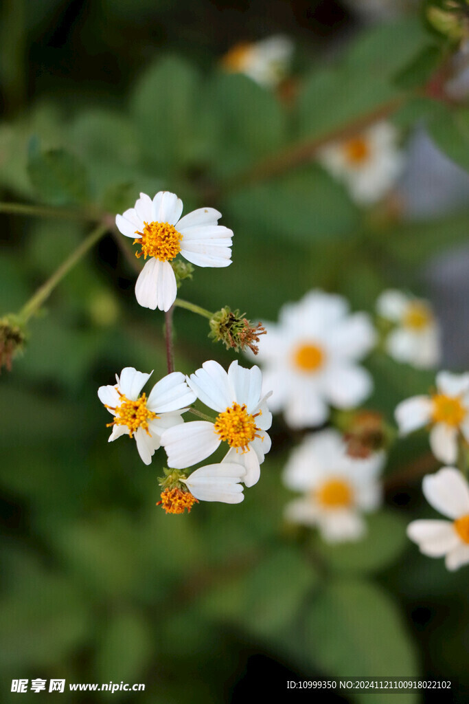 野菊花