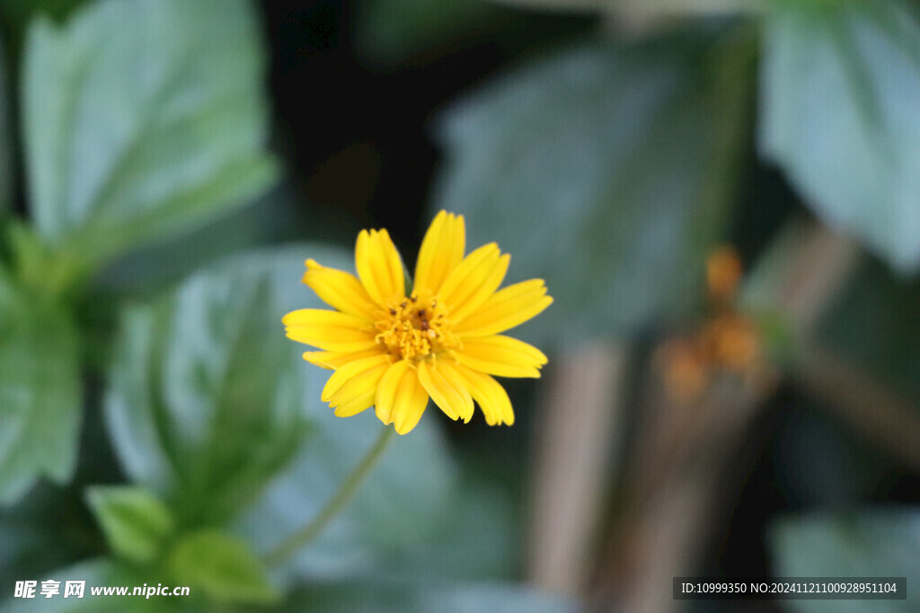 黄色野菊花