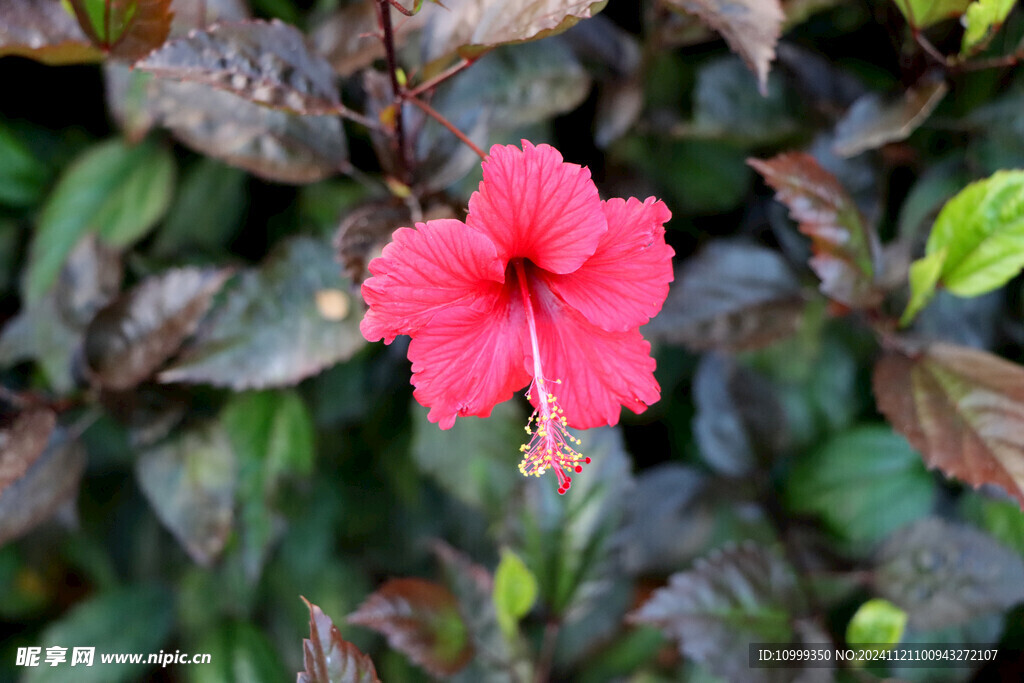 扶桑花