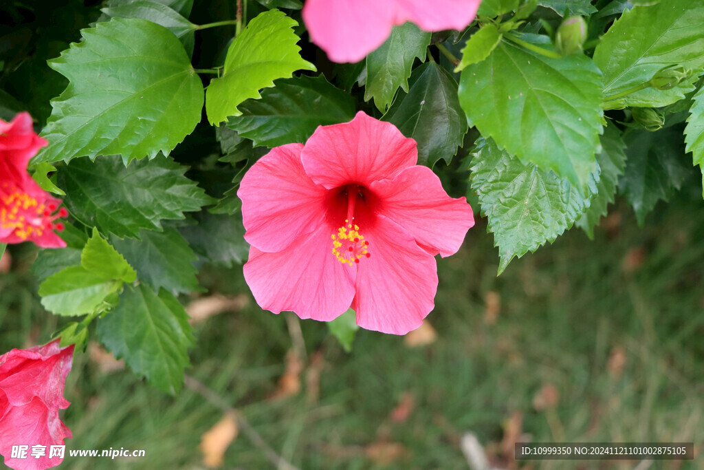 扶桑花