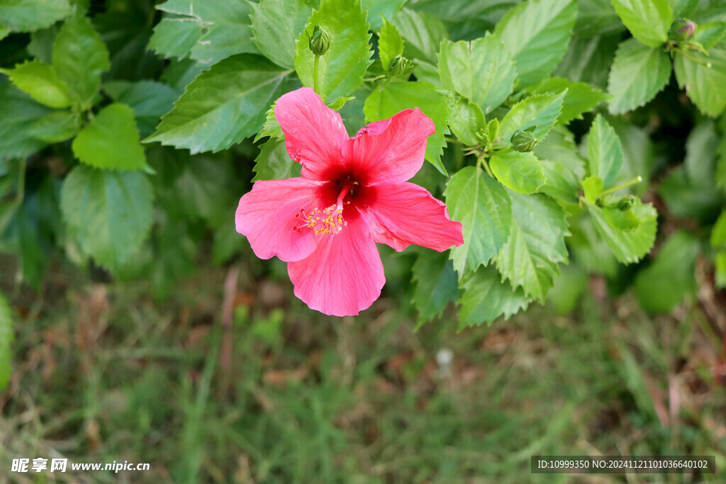 扶桑花