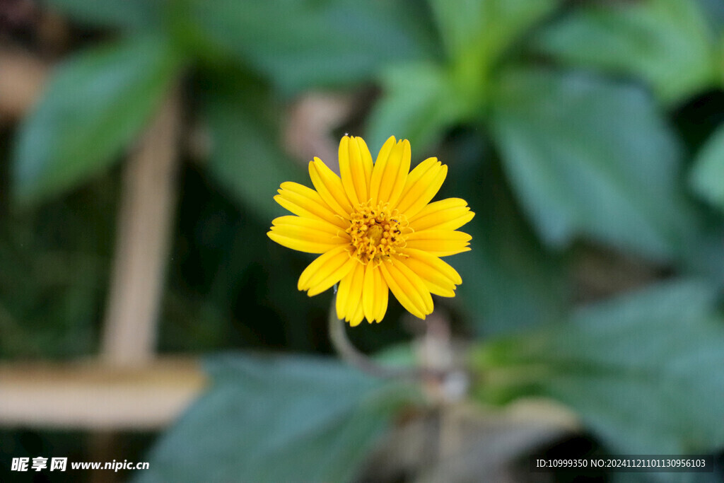 黄色野菊花