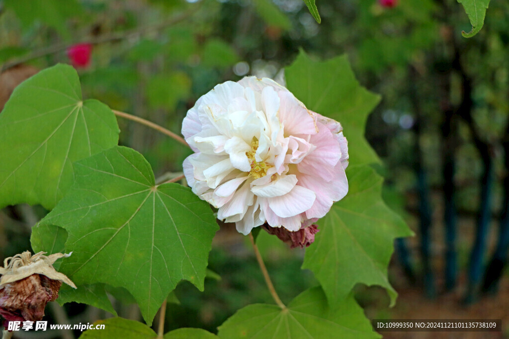 白色木芙蓉花