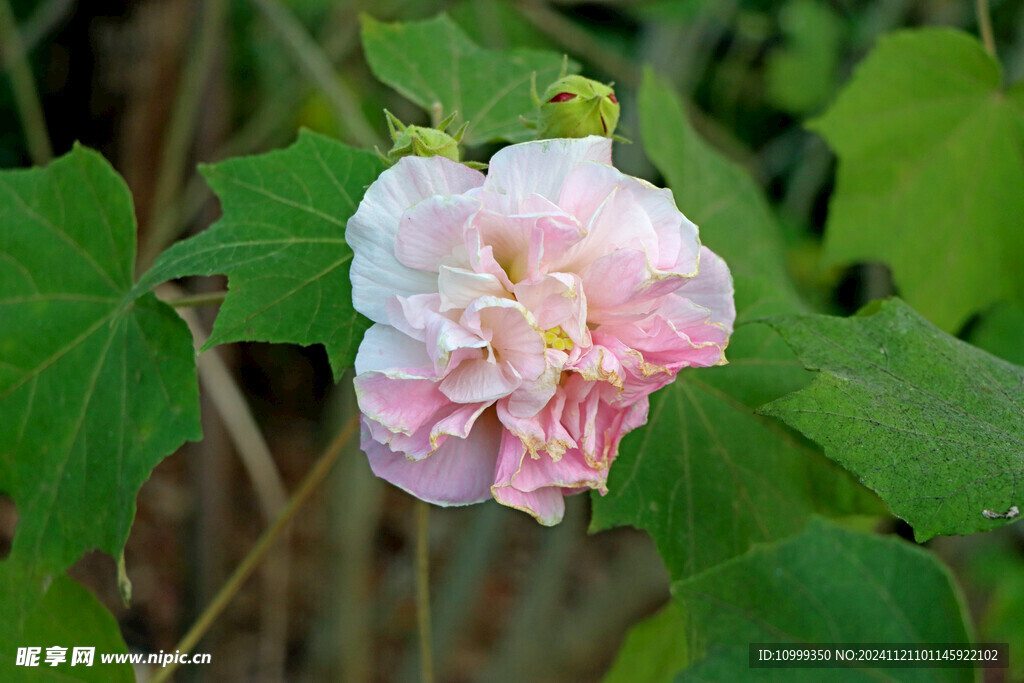 木芙蓉