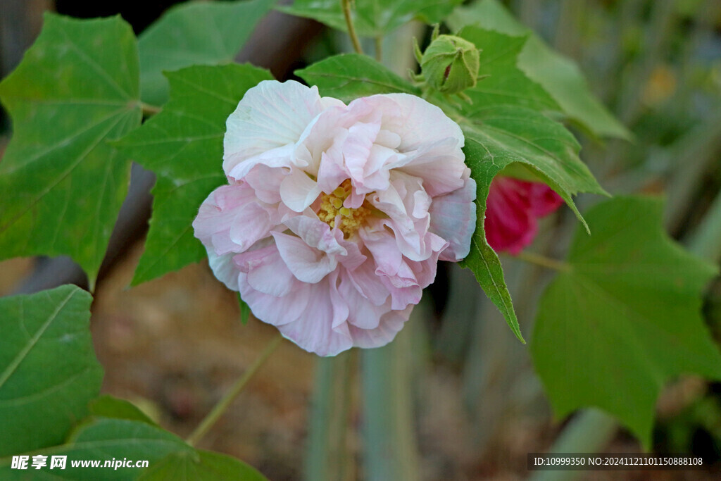 木芙蓉