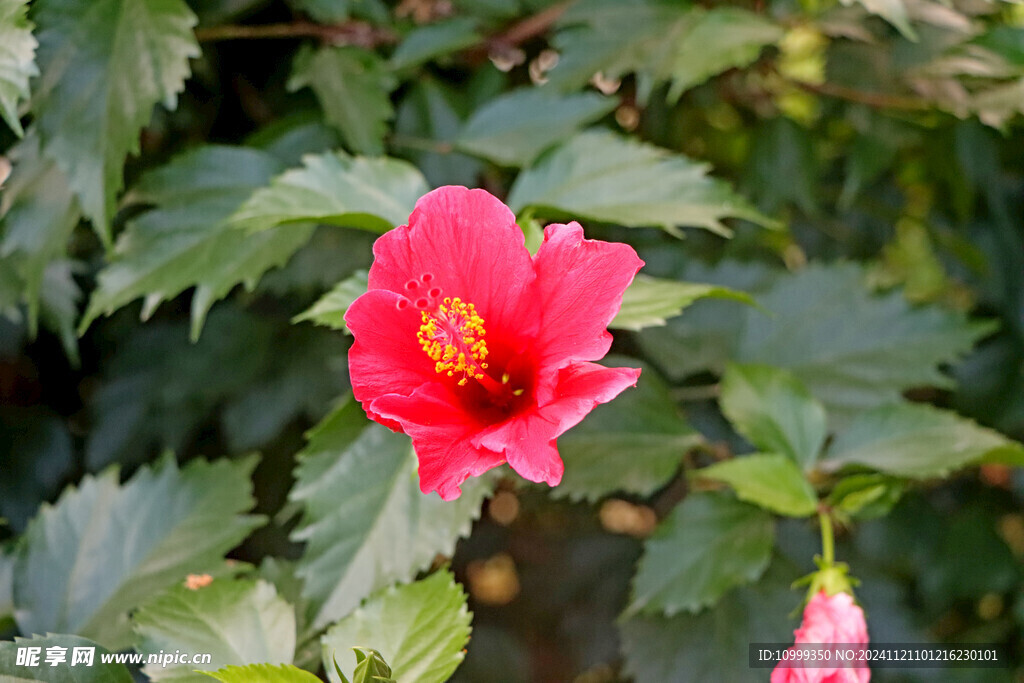 扶桑花