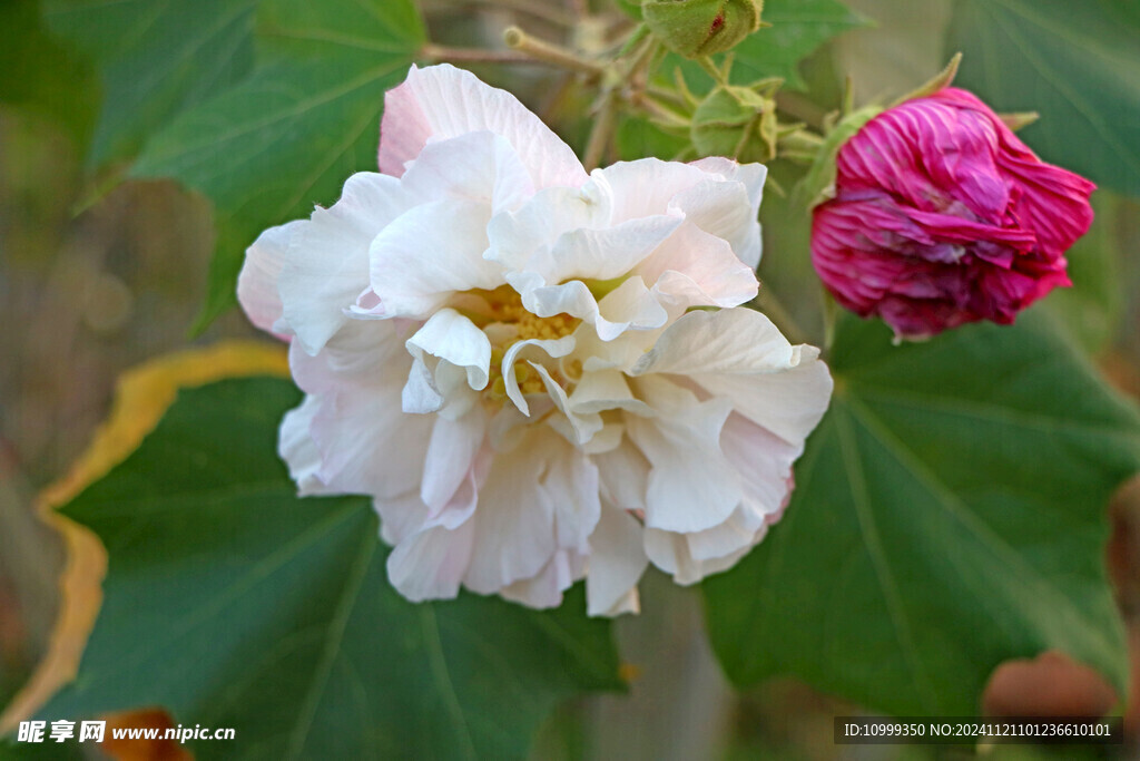 木芙蓉 