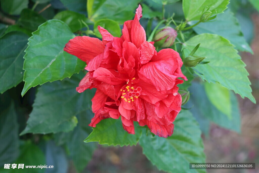 扶桑花