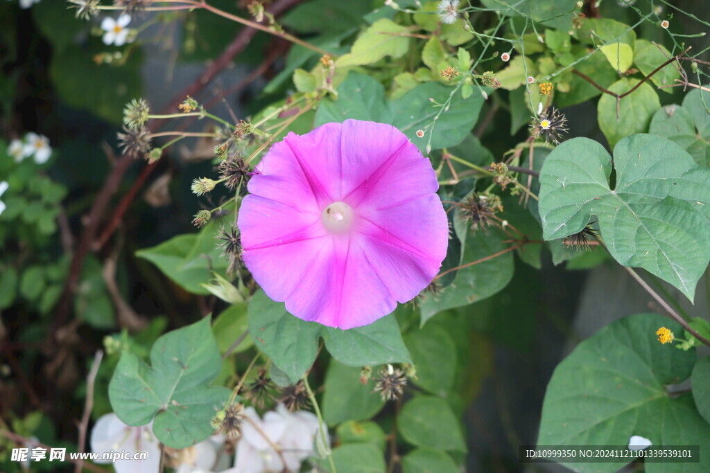 牵牛花