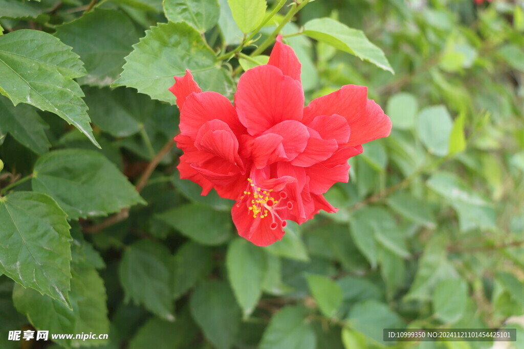 扶桑花