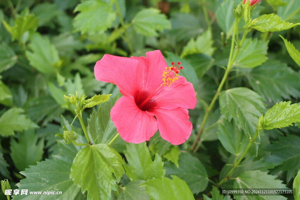 扶桑花
