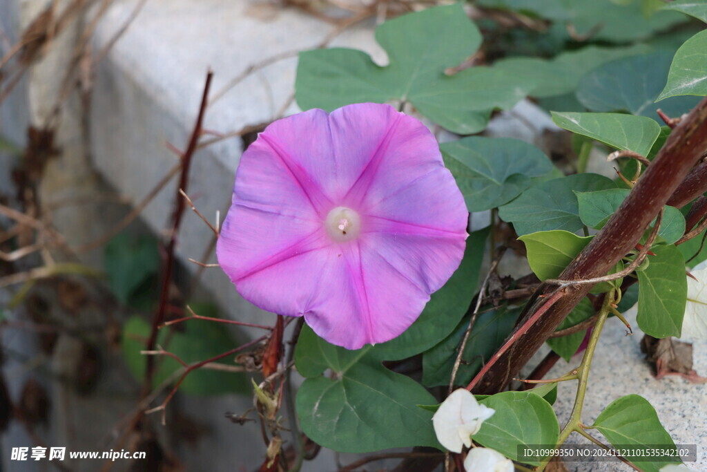 牵牛花
