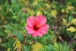 扶桑花