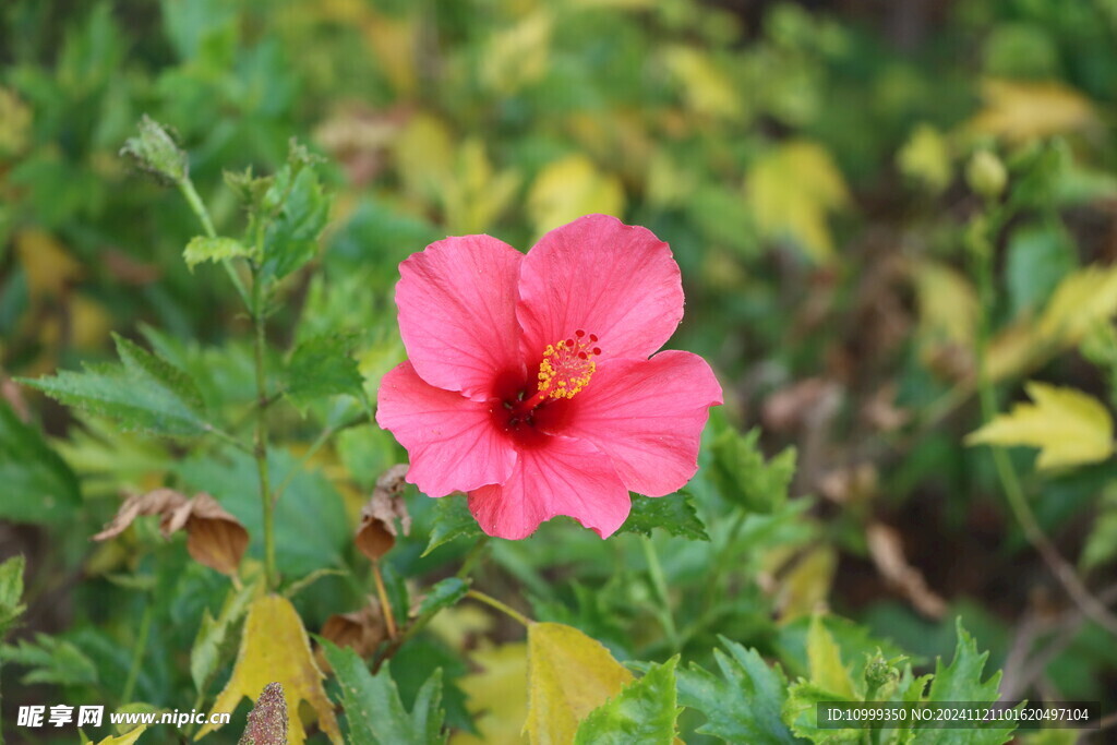 扶桑花