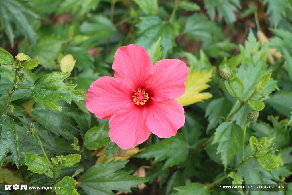 扶桑花