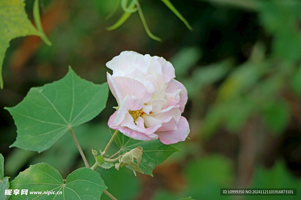 白色木芙蓉花