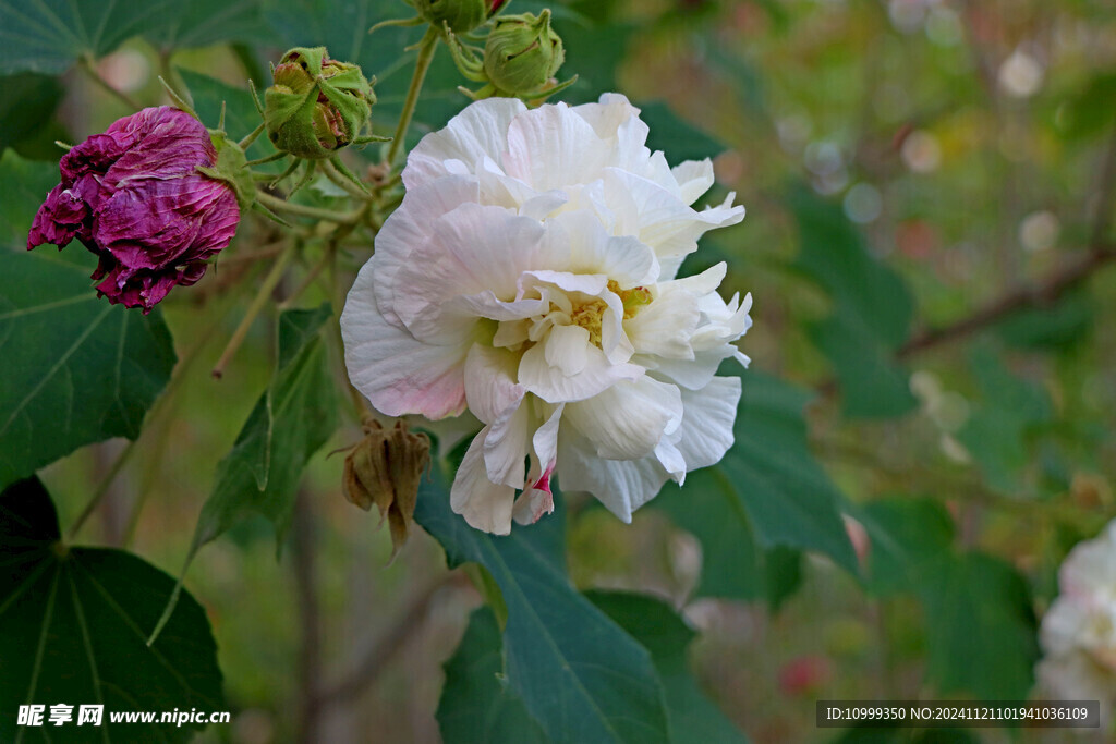 白色木芙蓉花