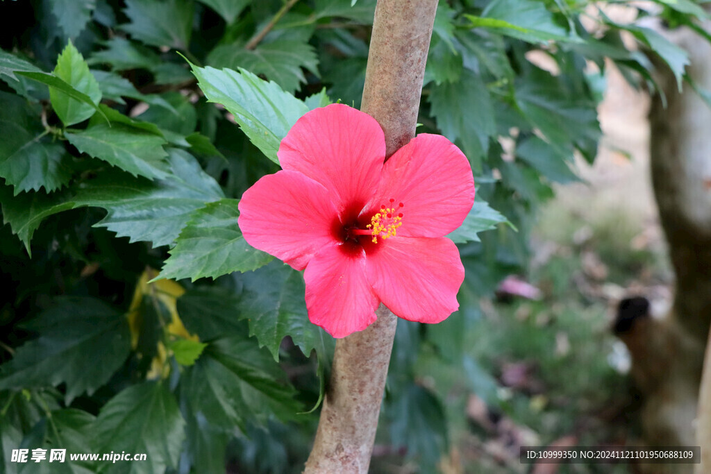 扶桑花