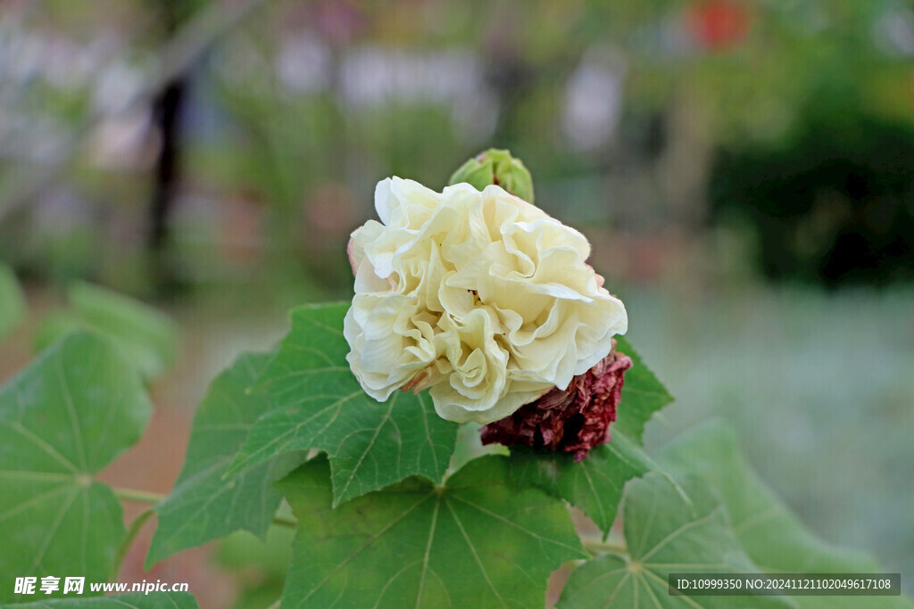 白色木芙蓉花