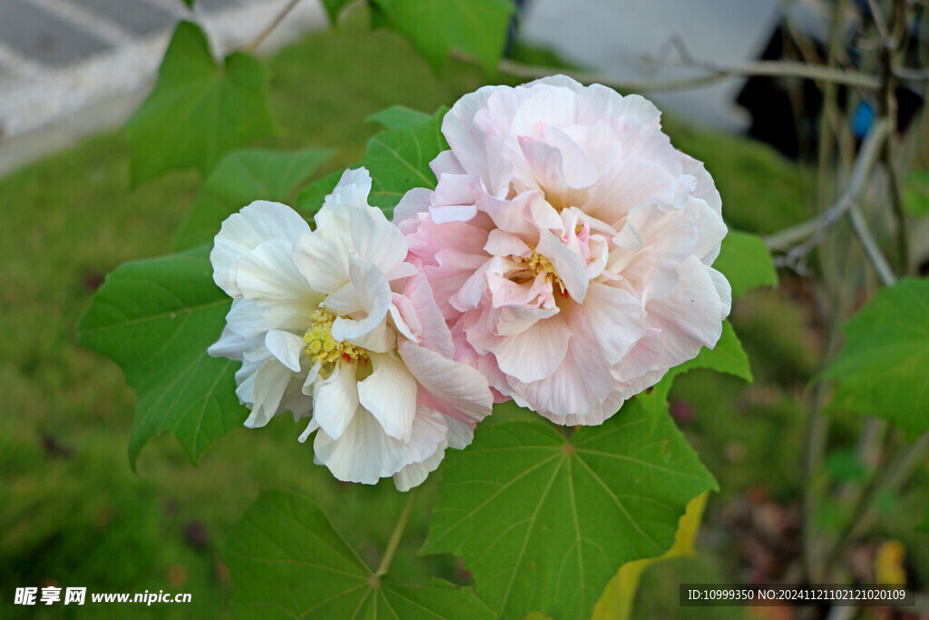 木芙蓉
