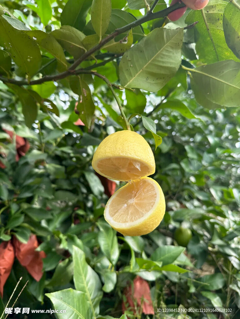柠檬