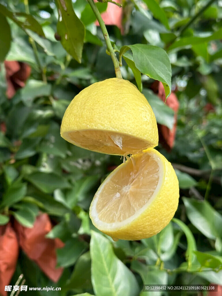 柠檬