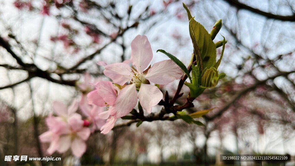 樱花  