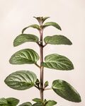 大叶绿植