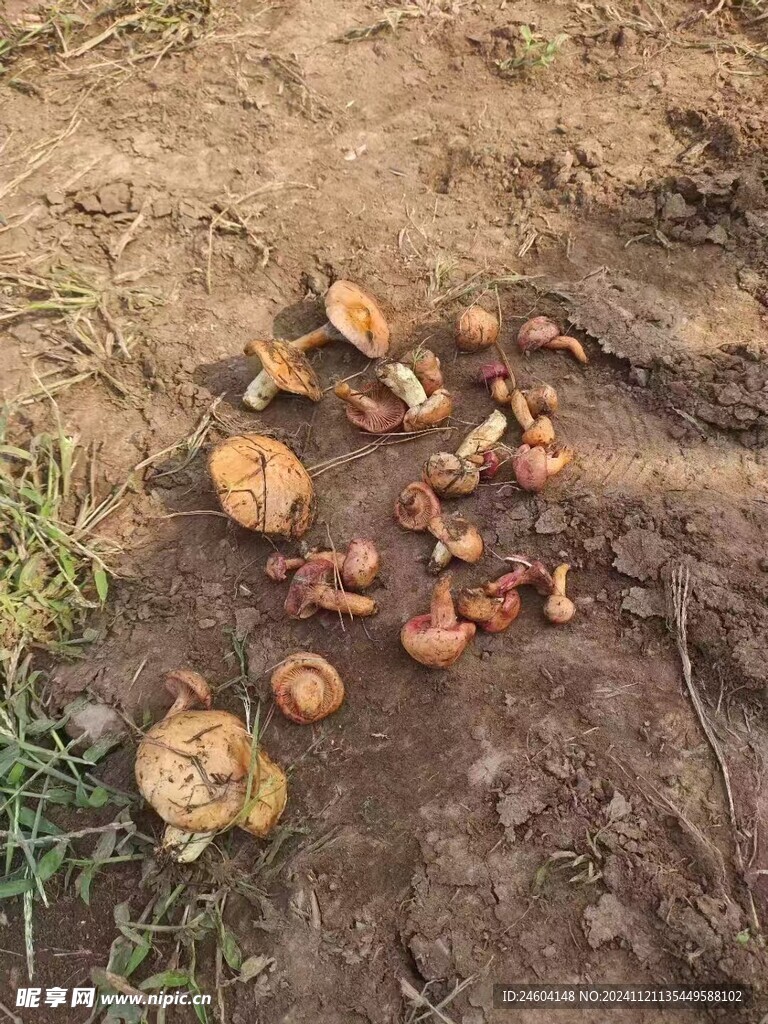 蘑菇